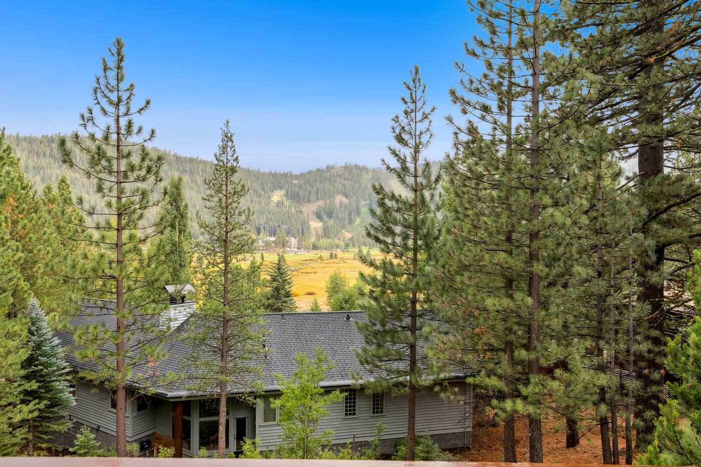 Forest view